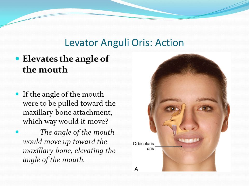 Muscles of Facial Expression ppt download